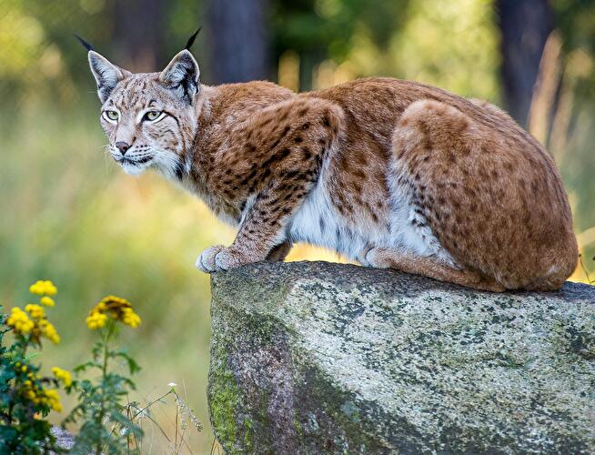Wildpark Schorfheide
