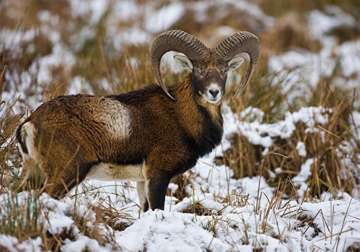 Wildpark Schorfheide