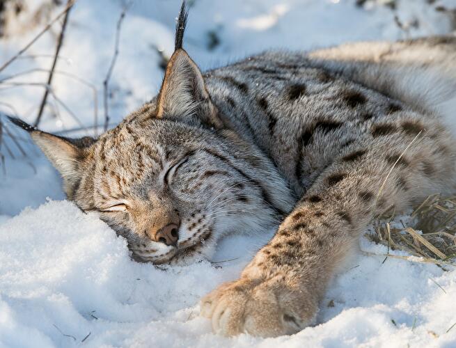 Wildpark Schorfheide