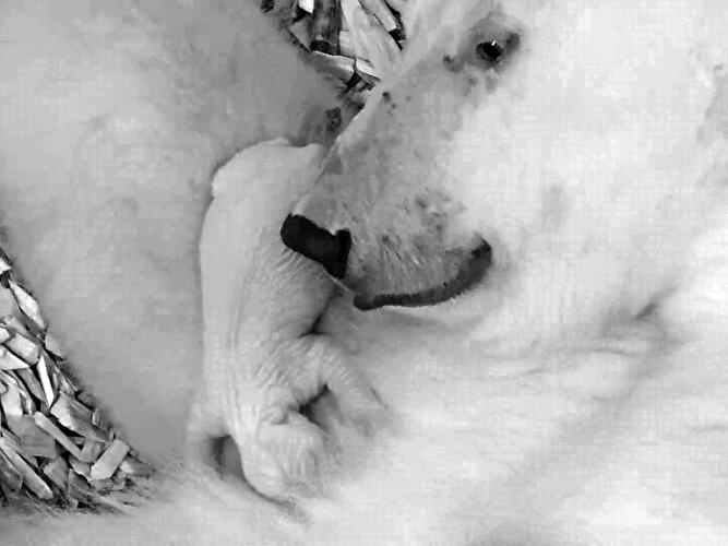 Polar bear cub Berlin
