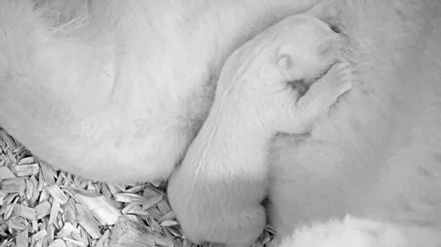 Polar bear cub Berlin