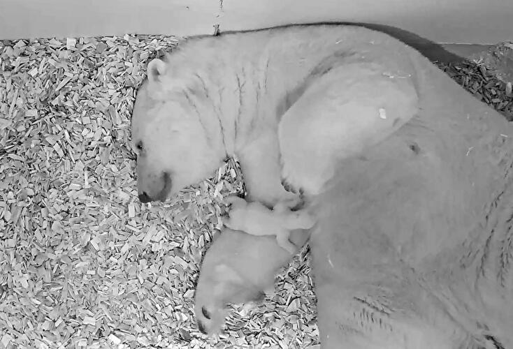 Polar bear cub Berlin