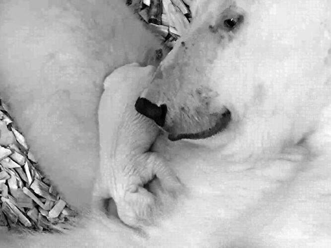 Polar bear cub Berlin