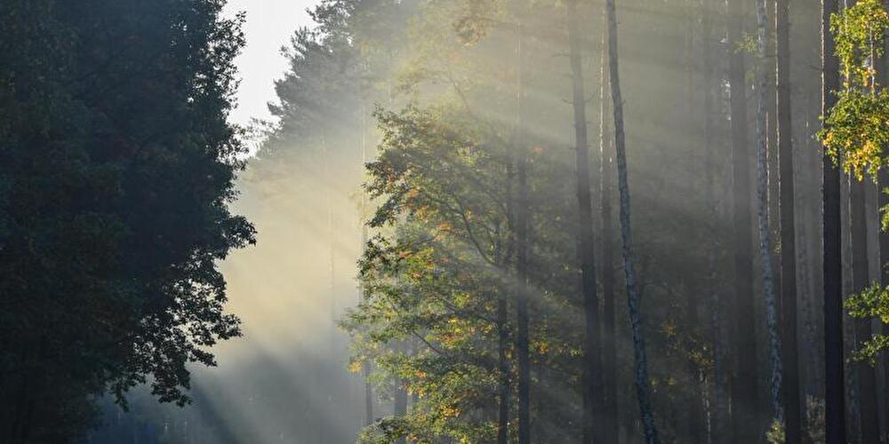 Sonnenlicht scheint in einen Wald