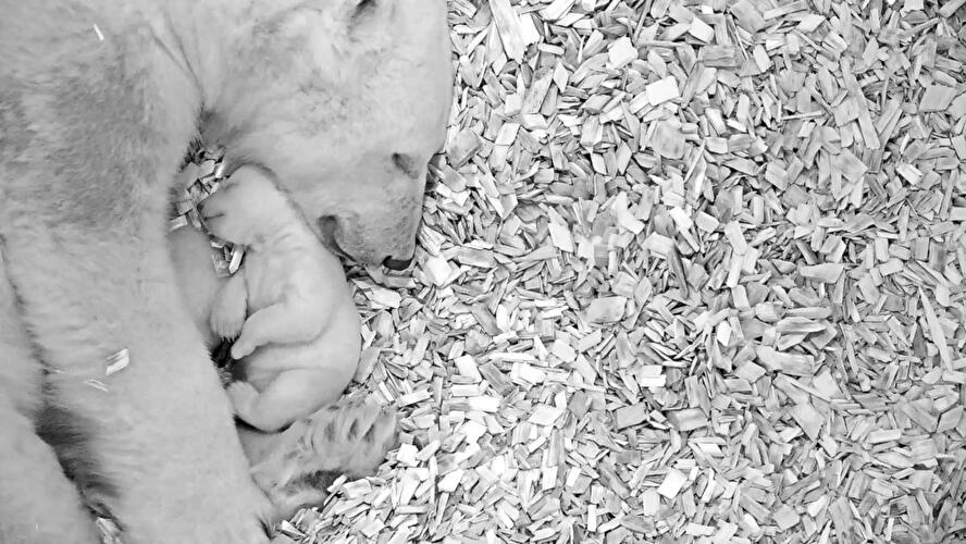 Eisbärenbaby im Tierpark