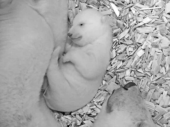 Das Eisbär-Junge liegt mit leicht geöffneten Augen neben Mutter