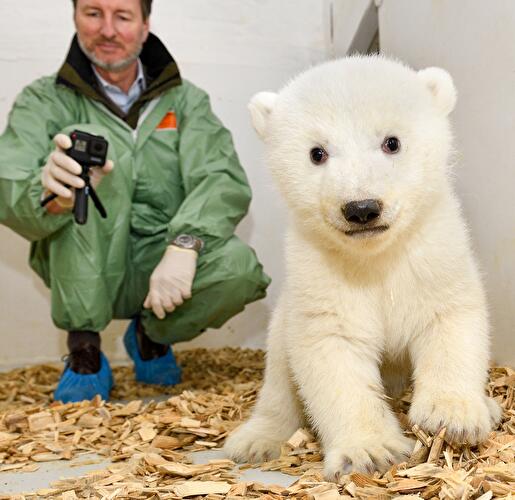 Polar bear cub Berlin