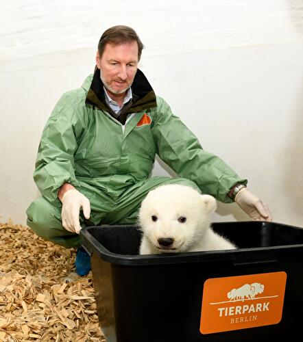 Polar bear cub berlin