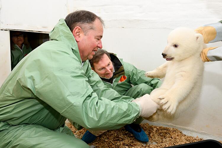 Polar bear cub Berlin
