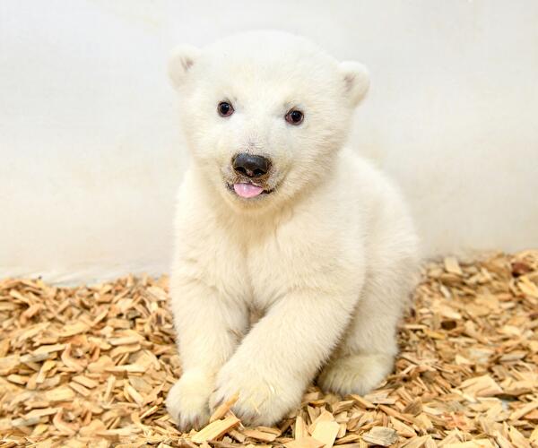 Polar bear cub Berlin