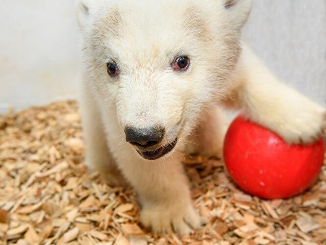 Eisbär-Nachwuchs im Tierpark Berlin