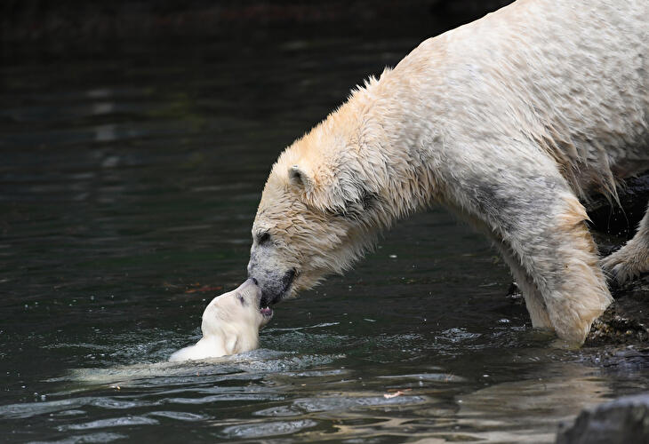 Polar bear cub Berlin