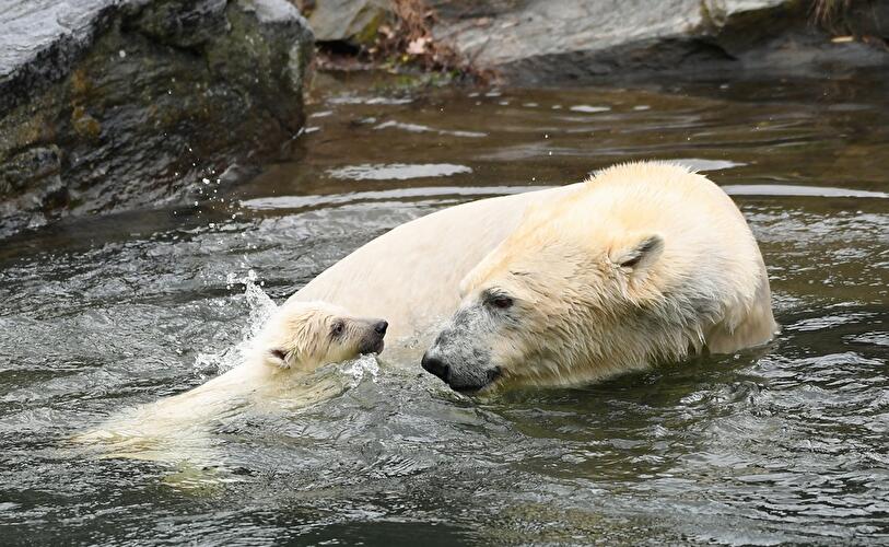 Polar bear cub