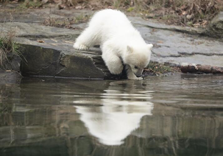 Polar bear cub Berlin