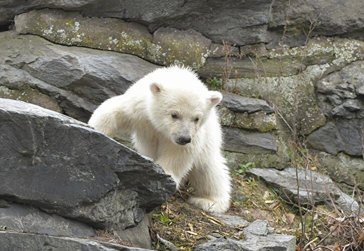 Polar bear cub Berlin