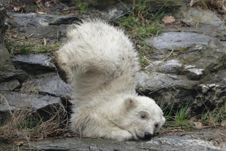Polar bear cub Berlin