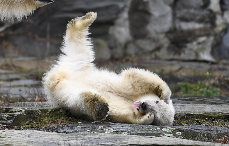 Polar bear cub Berlin