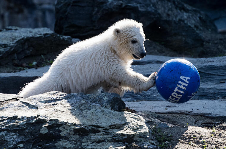 Polar bear cub Hertha