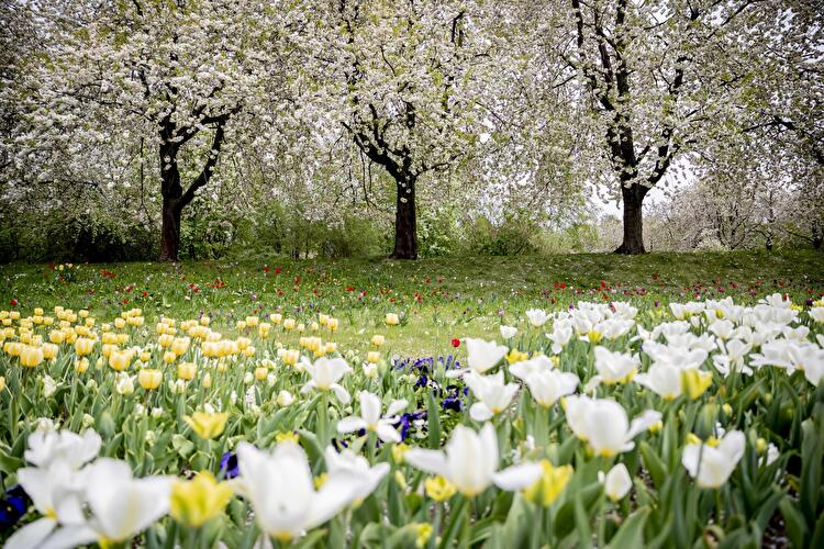 Frühling in Berlin