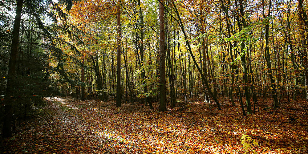 Gefärbtes Herbstlaub in Berliner Waldgebiet