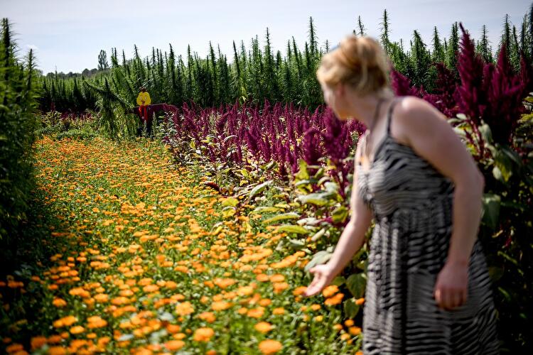 Pflanzenlabyrinth "BfR-Eiland"