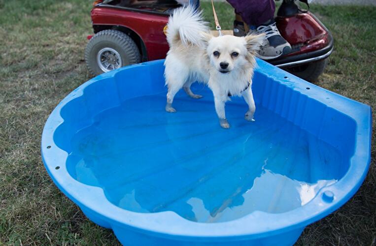 Tag der offenen Tür am Tierheim Berlin