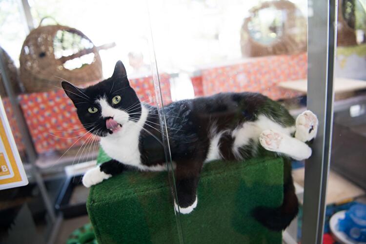 Tag der offenen Tür am Tierheim Berlin