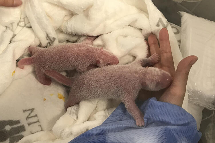 Panda-Babys im Zoo Berlin