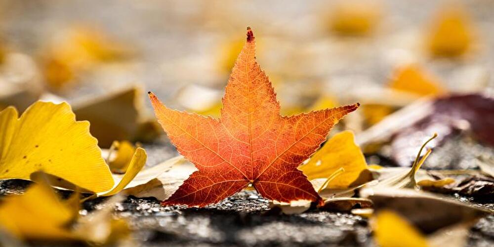 Herbst - Bunte Blätter