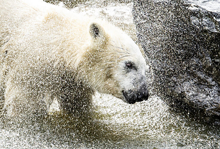 Eisbär Hertha