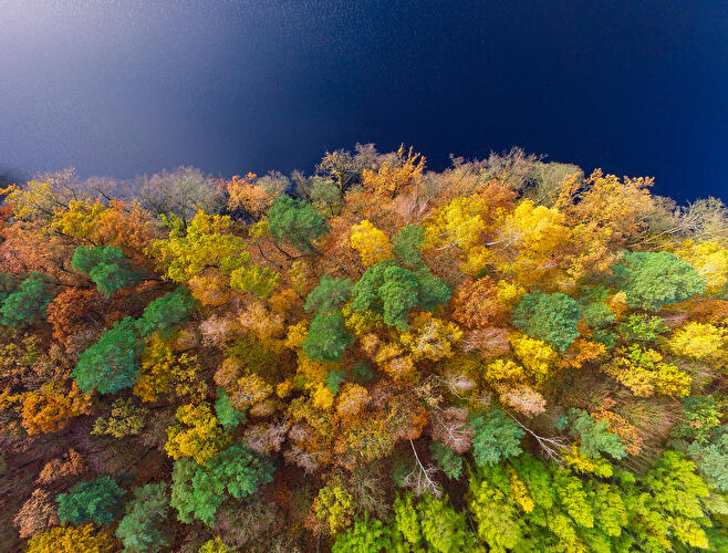 Herbstwald
