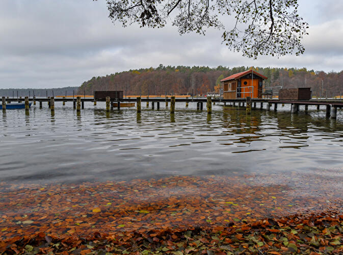 Herbst am Stechlinsee