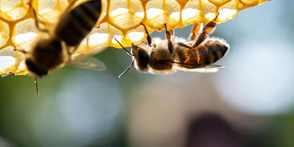 Honigbienen sitzen auf einer Wabe