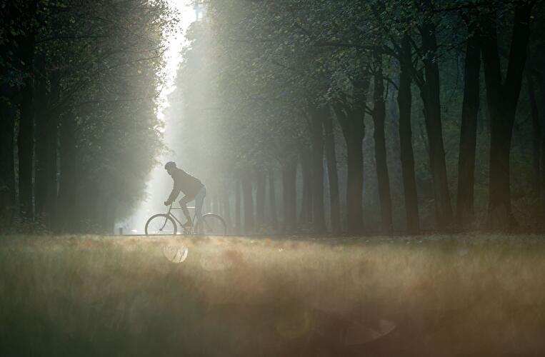 Nebel im Tiergarten
