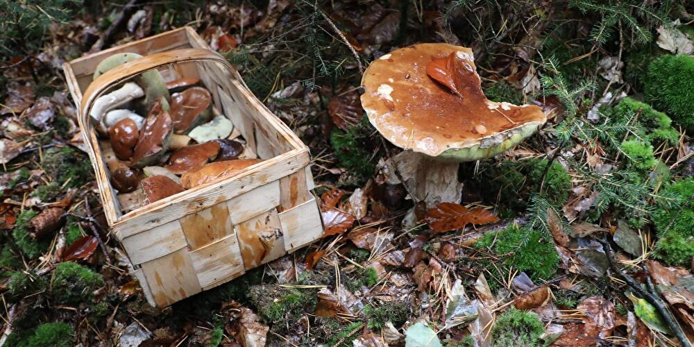 Pilze sammeln
