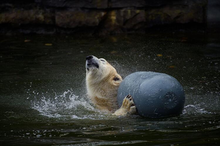 Berliner Eisbär Hertha