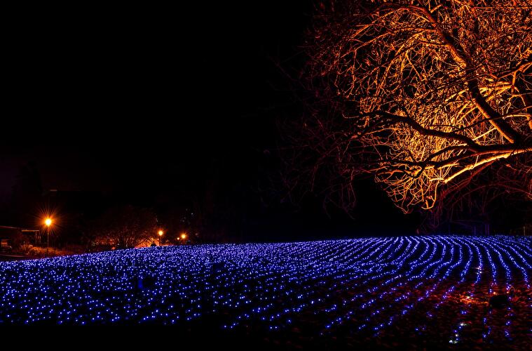 Christams Garden 2019