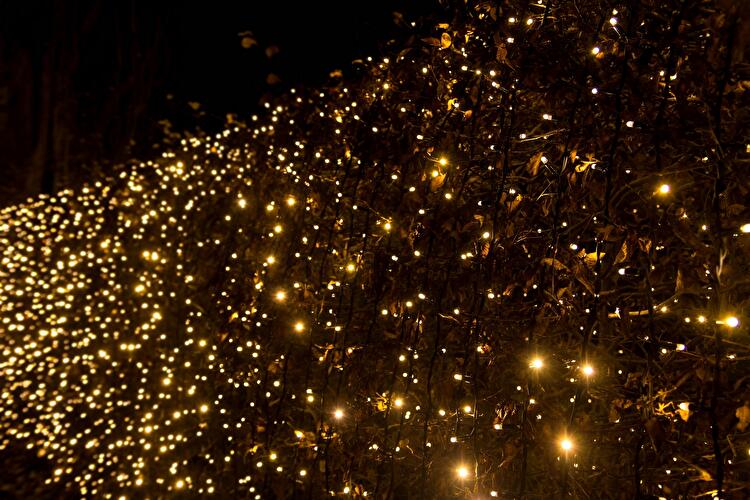 Christmas Garden 2019 (7)