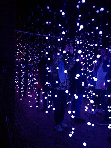 Christmas Garden 2019 (14)