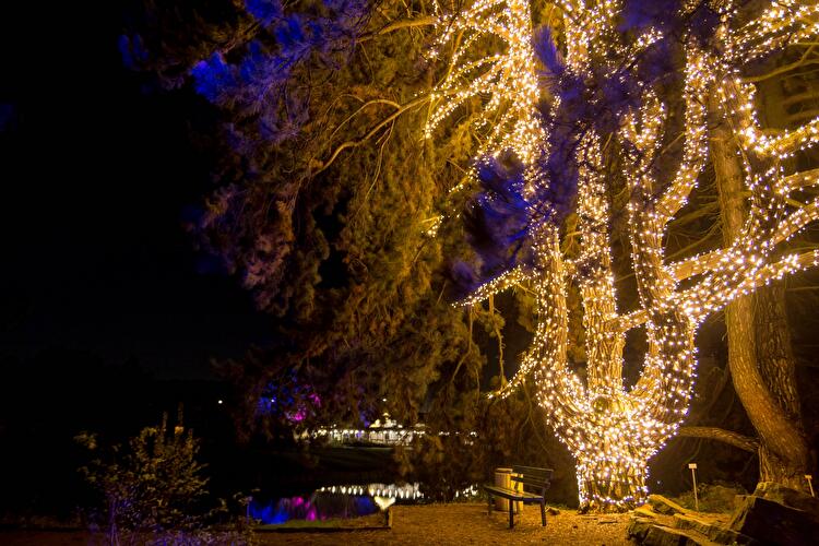 Christmas Garden 2019 (11)