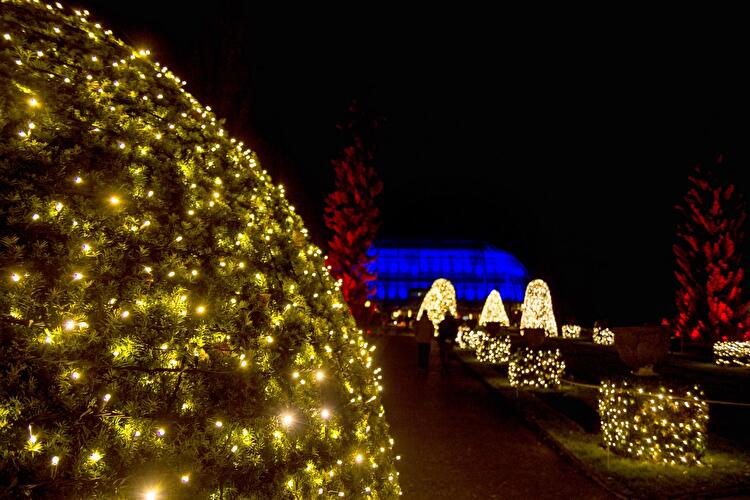 Christmas Garden 2019 (6)