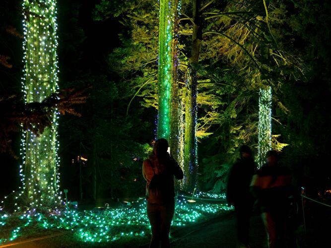 Christmas Garden 2019 (12)