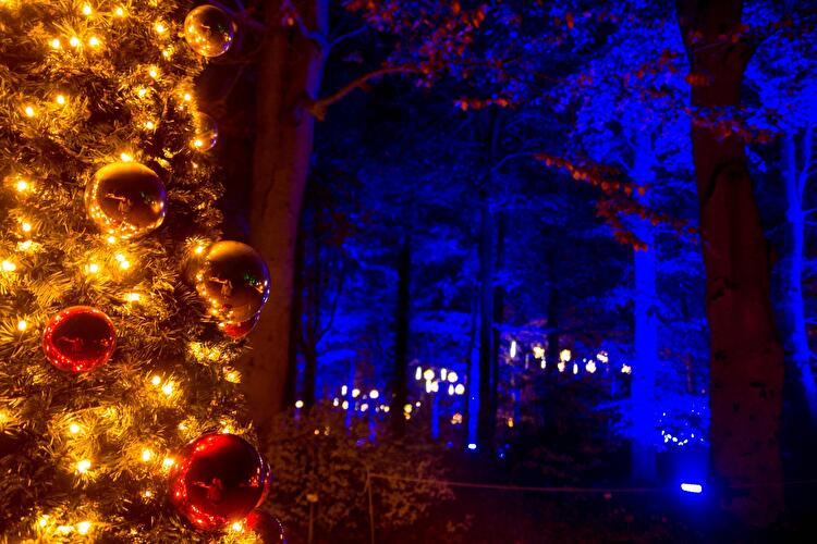 Christmas Garden 2019 (17)