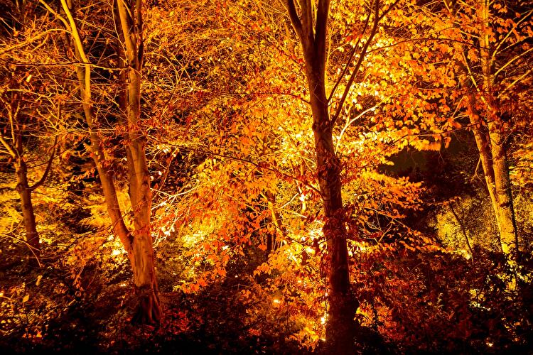 Christmas Garden 2019 (16)