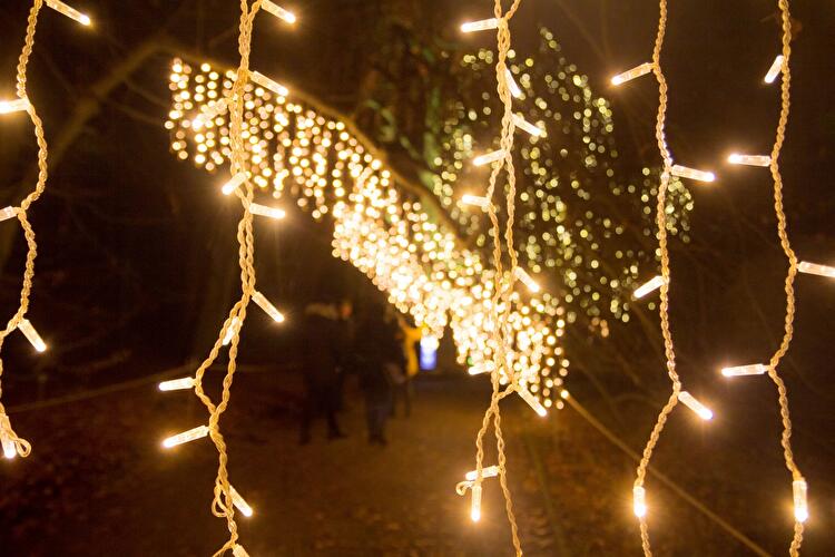 Christmas Garden 2019 (15)