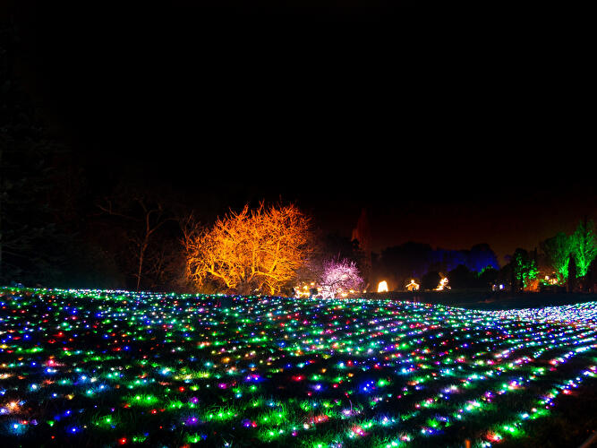 Christmas Garden 2019 (2)