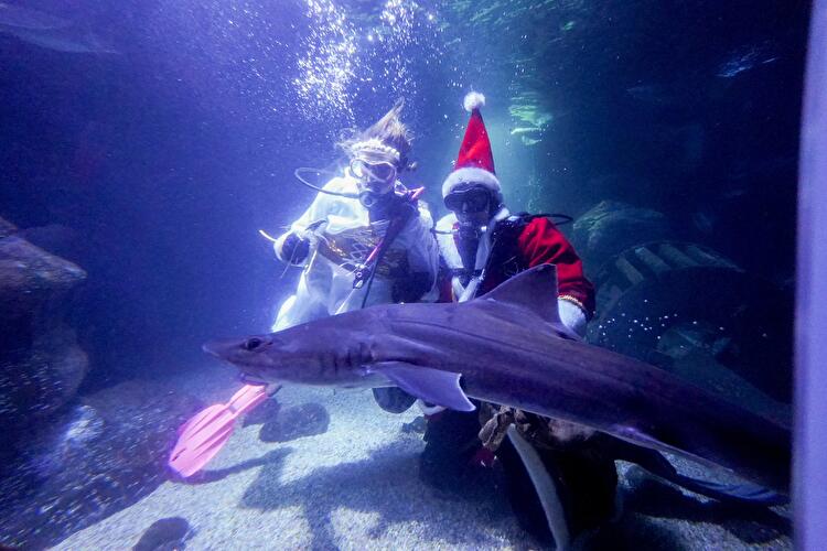 Weihnachtstauchen im Sea Life (1)