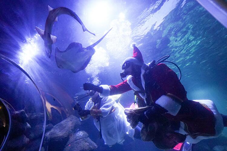 Weihnachtstauchen im Sea Life (3)