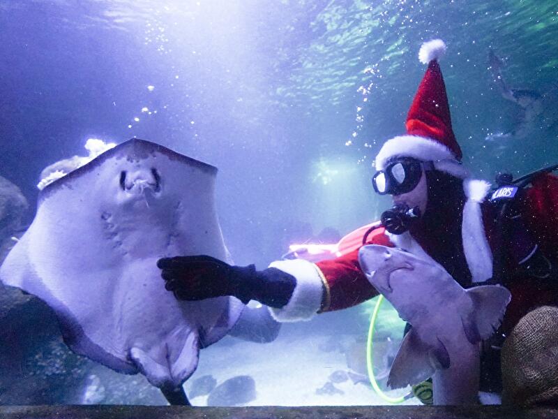 Weihnachtstauchen im Sea Life (2)