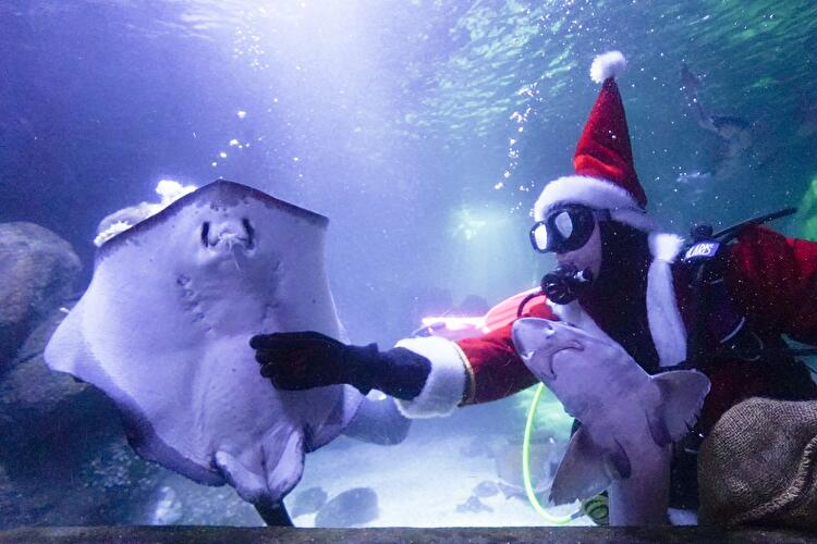 Weihnachtstauchen im Sea Life (2)